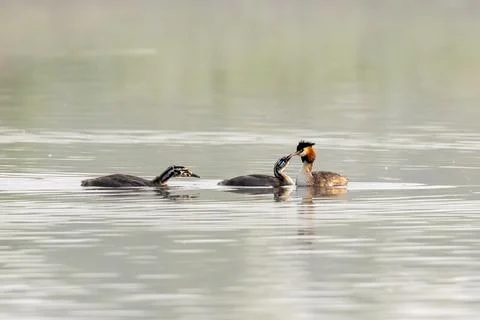Great Crested Grebe With Chicks Stock Photos