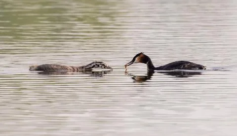 Great Crested Grebe With Chicks Stock Photos