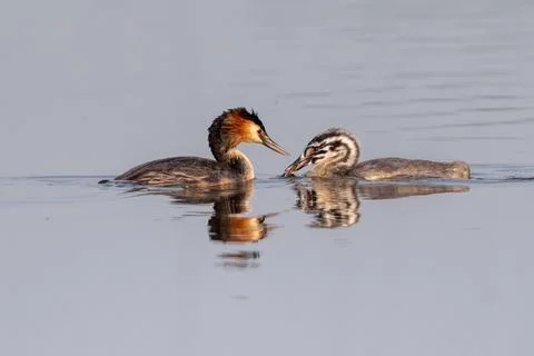 Great Crested Grebe With Chicks Stock Photos