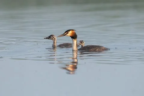 Great Crested Grebe With Chicks Stock Photos