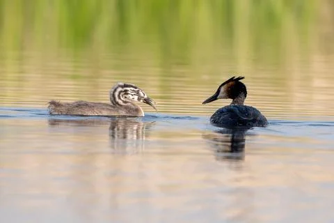 Great Crested Grebe With Chicks Foto stock
