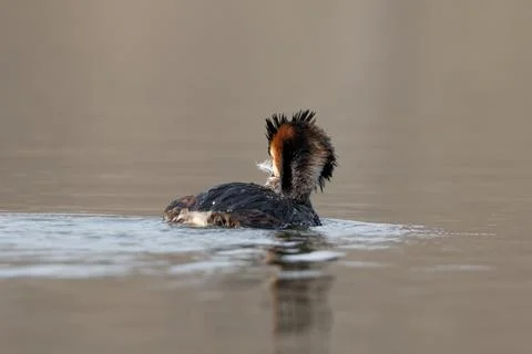 Great Crested Grebe Cleans Feathers Stock Photos