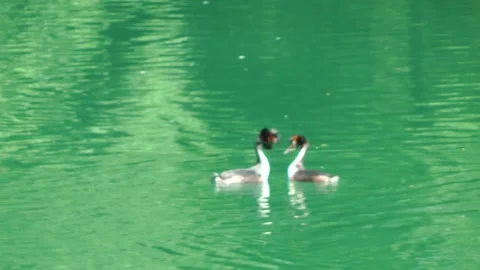 Great crested grebe couple Video stock 155352963