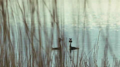 Great crested grebe couple on the forest lake Stock Footage 152906587