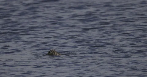 Great crested grebe dives, 4K slomo Stock Footage 222129913