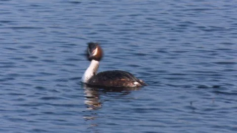 Great Crested Grebe dives for fish 스톡 동영상 73235275