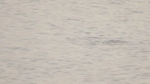 Great crested grebe diving head-first into lake water. 4K 60fps. Stock Footage 334044414