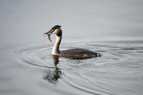 Great crested grebe eating a fish in the wetland Haff Reimech in Luxembourg, Stock Photos