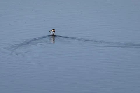 Great Crested Grebe with a Fish in its Beak over Beniarres Reservoir Stock Photos