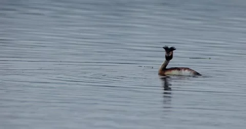 Great Crested Grebe Floating on a Serene Lake Stock Footage 305701929