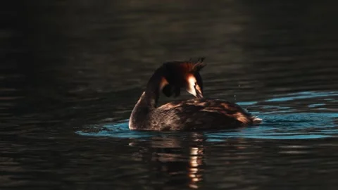 Great crested grebe floating on the tranquil waters of Walensee Lake in the Stock Footage 341554103