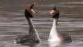 Great Crested Grebe Video HD