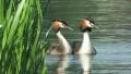 Great Crested Grebe HD Footage