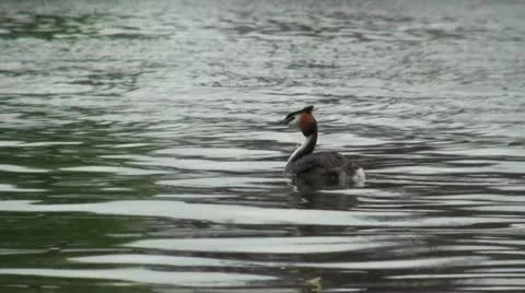Great Crested Grebe Stock Footage