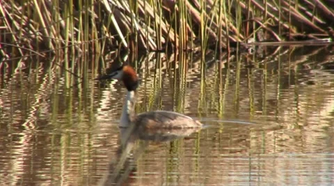 Great-crested grebe Stock Footage 18185035