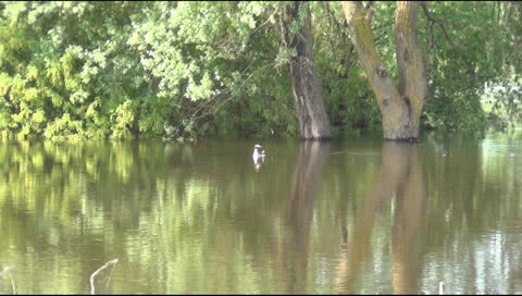 Great Crested Grebe 動画素材 23478498