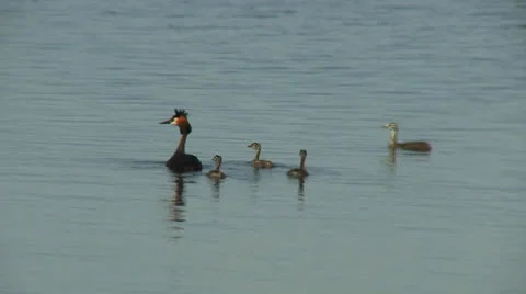 Great-crested grebe Stock Footage 24717860
