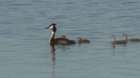 Great-crested grebe Stock Footage 24717861