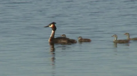 Great-crested grebe Stock Footage 24717936