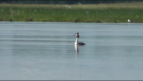 Great Crested Grebe, 스톡 동영상 25302839