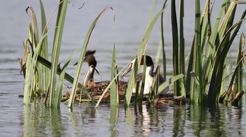 Great crested grebe Stock Footage 66430265
