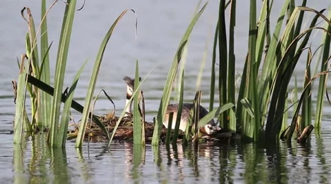Great crested grebe Stockbeeldmateriaal 66430358