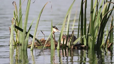 Great crested grebe Stock Footage 66430458