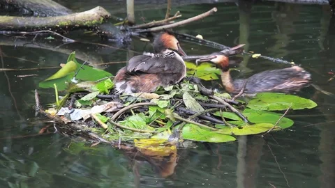 Great crested grebe Video stock 90967477
