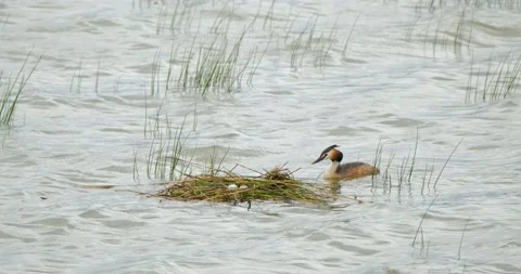 Great crested grebe Stock Footage 131244879