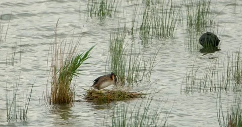 Great crested grebe Stock Footage 142511099