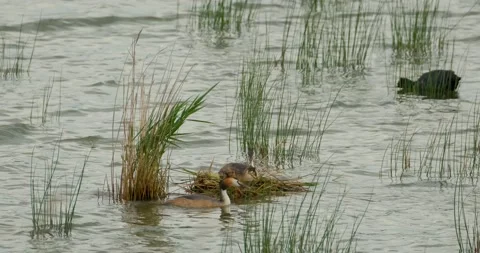 Great crested grebe  Stock Footage 142511129