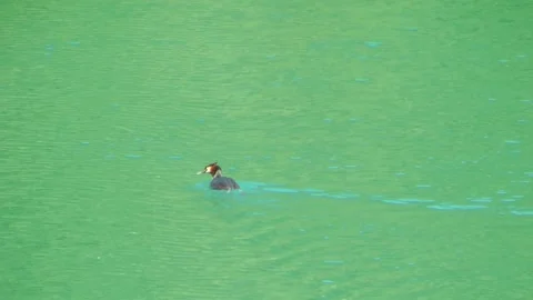 Great crested grebe Stock Footage 155352997