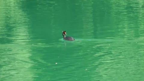 Great crested grebe Video stock 155493818