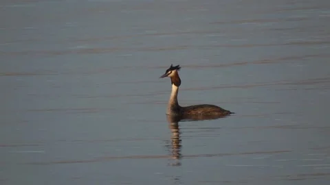 Great crested grebe Stock Footage 160856665