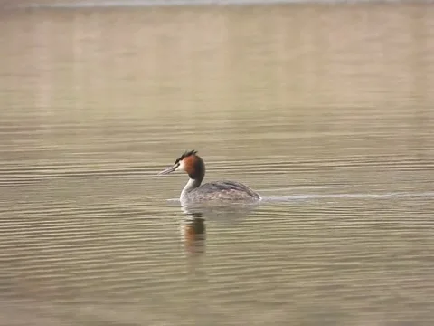 Great crested grebe Stock Footage 276853188