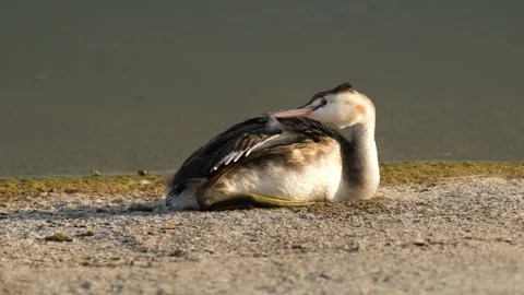 Great crested grebe Stock Footage 283468111