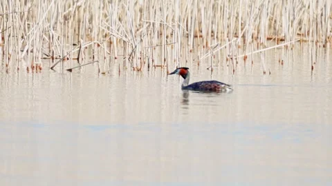 Great Crested Grebe Stock Footage 305854490
