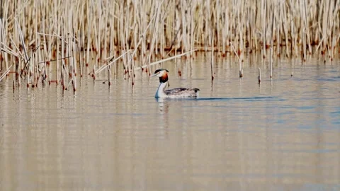 Great Crested Grebe Stock Footage 305854513