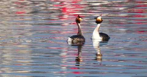 Great Crested Grebe Stock Footage 331152934