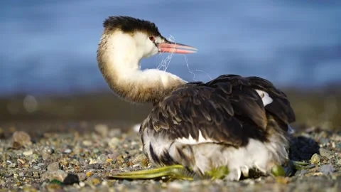 Great Crested Grebe Vídeo Stock 334796850