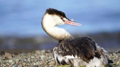 Great Crested Grebe Видео 334926668