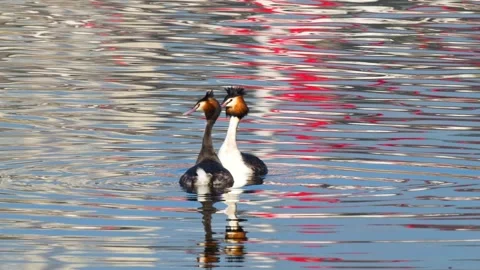 Great Crested Grebe Vídeos de archivo 337168736