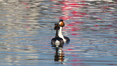 Great Crested Grebe Видео 337460012