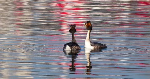 Great Crested Grebe Stock-Footage 342250936