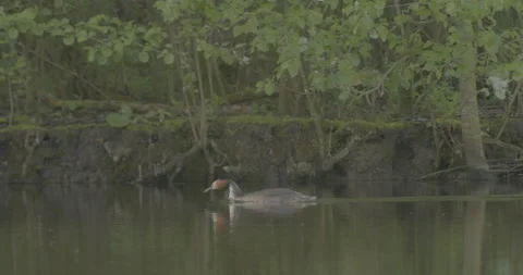 Great crested grebe in forest lake Video stock 165450731