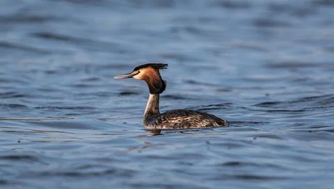 Great Crested Grebe Gliding Smoothly Across The Water Stock Photos