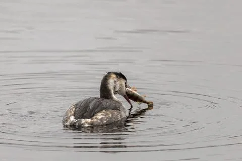A great crested grebe has a fish in its beak, swimming through the water, Great Stock Photos