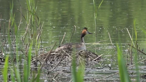 Great crested grebe hatching eggs in a nest Stock Footage 76693913