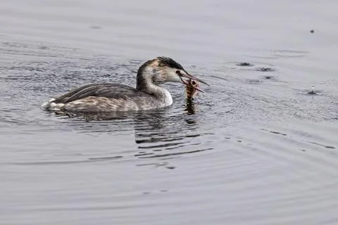 A great crested grebe holding a fish in its beak, swimming on the water, Great Stock Photos