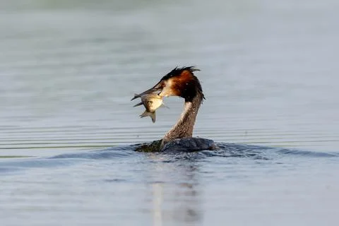Great Crested Grebe Holding Fish In Mouth Stock Photos
